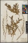 Foto von Salix purpurea L. x Salix repens L.